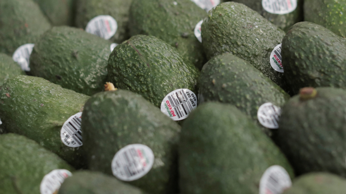 Mexico seeks to restore avocado exports after U.S. inspection halt