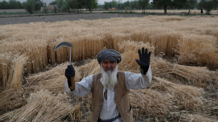 UN warns soaring fertiliser prices could jeopardise Afghanistan’s 2027 wheat harvest