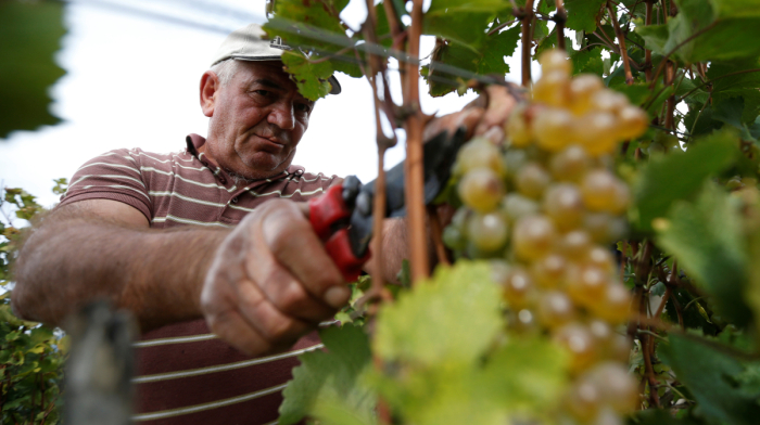 From failing harvests to rising bills: Rising heat threatens Georgia’s farms, energy and economy