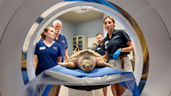 Rare Kemp’s ridley turtle returns to U.S. after UK rescue