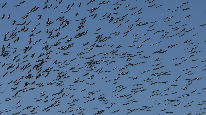 Migrating storks make annual pilgrimage across Türkiye’s Bosporus
