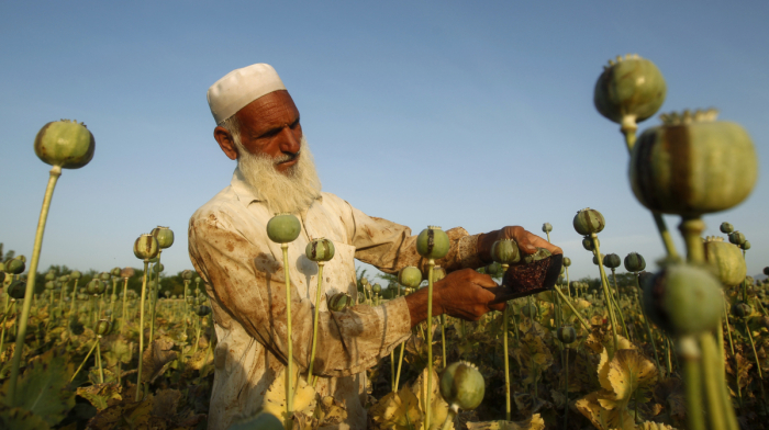 Japan and UN launch $9.4 million project to tackle Afghanistan's drug crisis