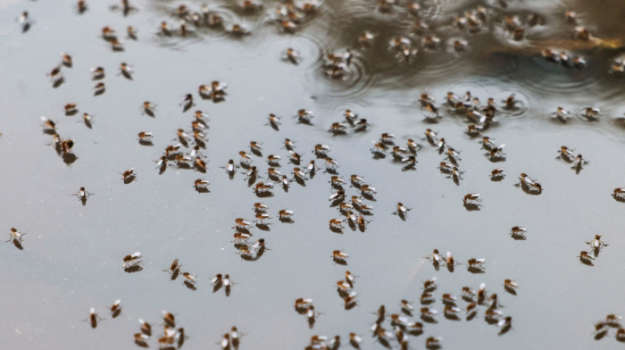 Hospitals under strain as Bangladesh dengue outbreak accelerates