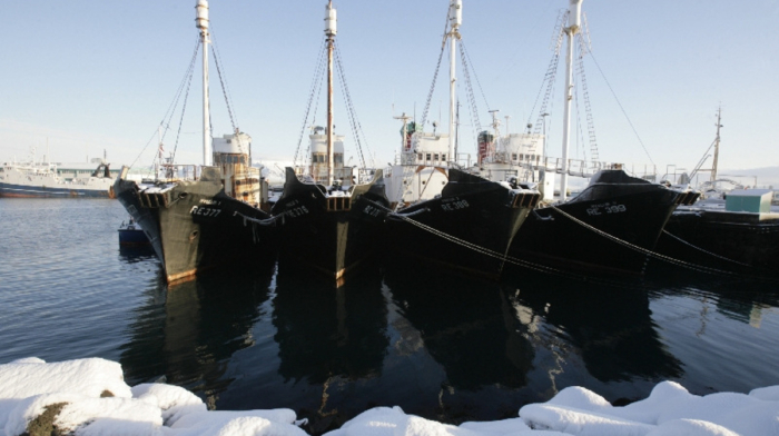 Iceland moves to permanently ban commercial whaling