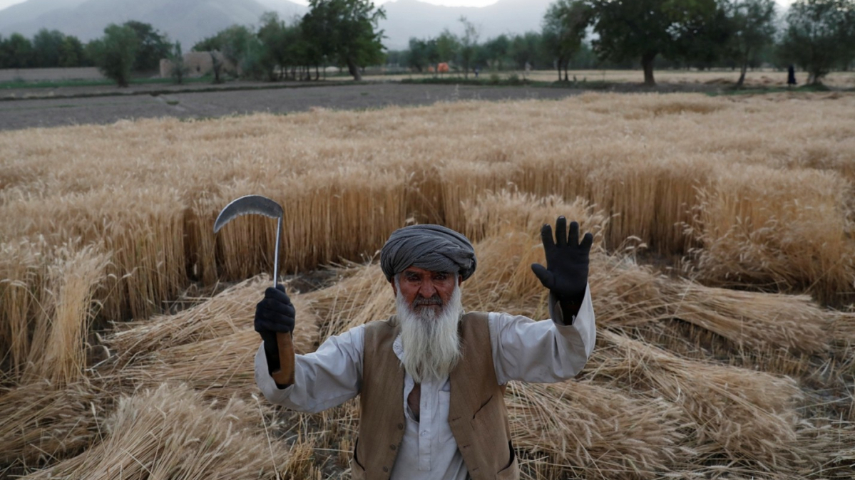 EU, FAO launches $5.7 million initiative to help Afghan farmers and agribusinesses