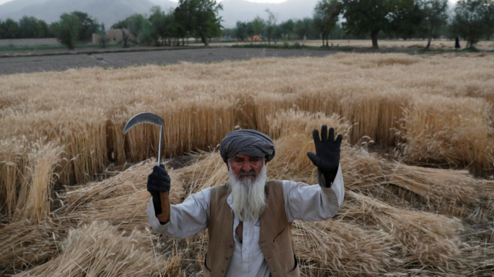 EU, FAO launches $5.7 million initiative to help Afghan farmers and agribusinesses