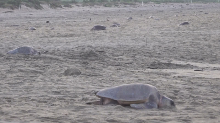 Climate change threatens deep-diving turtle hatchlings in Mexico