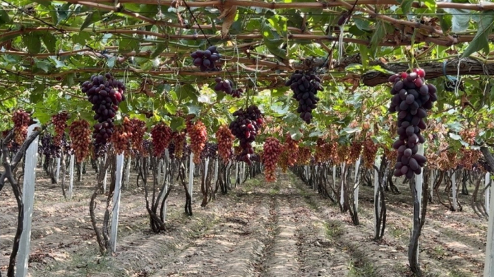 Can Uzbekistan turn its grapes into a global brand?