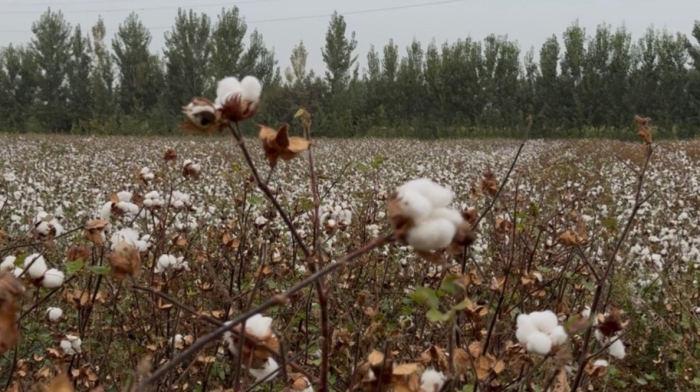 From cotton fields to global markets: How Uzbekistan is building a textile industry