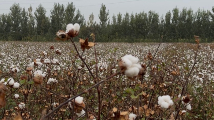 From cotton fields to global markets: How Uzbekistan is building a textile industry