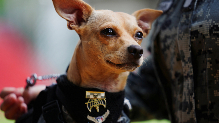 Comando the Chihuahua becomes Mexico’s National Guard’s smallest recruit