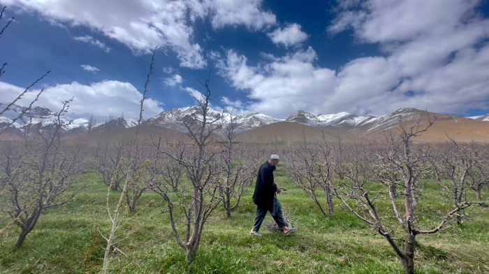 UNDP chief warns against abandoning Afghanistan after 95% fall in opium production