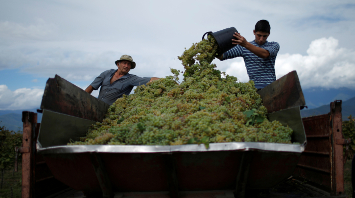 Georgia's grape harvest surges as quality hits 99 per cent