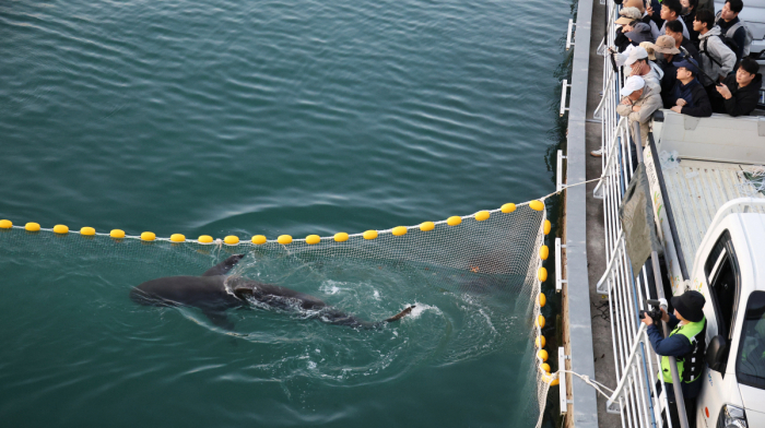 Shark trapped in South Korean canal for over a month finally returns to sea
