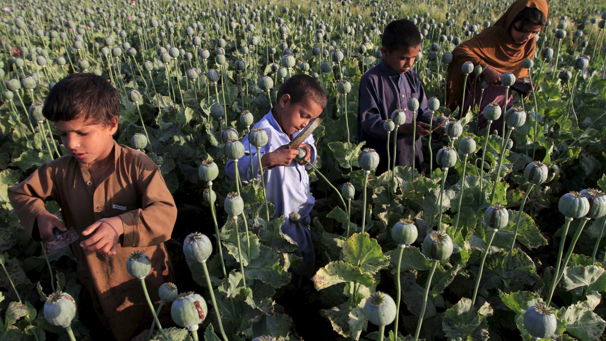 Afghanistan opium poppy cultivation surges 330% despite ban, UN says