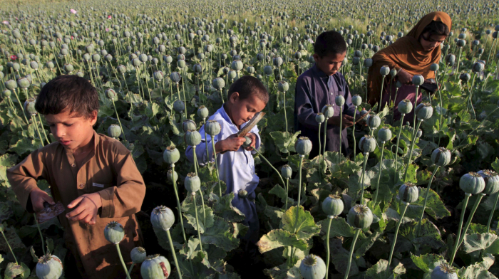 Afghanistan opium poppy cultivation surges 330% despite ban, UN says